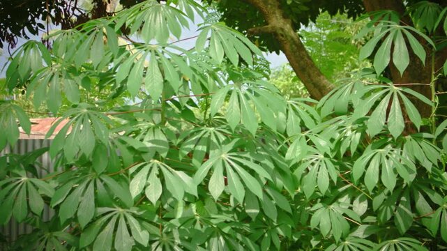 Lush green Cassava plant leaves growing in a tropical farm garden