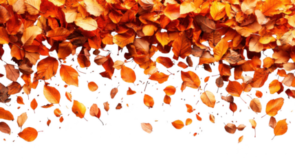 Autumn leaves falling isolated on transparent background