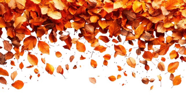 Autumn leaves falling isolated on transparent background