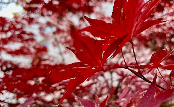 red maple leaves