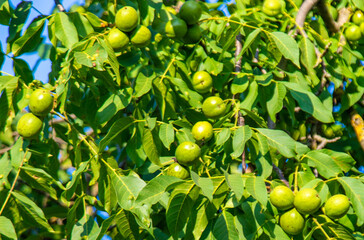 Green walnuts on the tree. Selective focus.