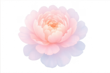 Delicate pink watercolor peony flower transparent background
