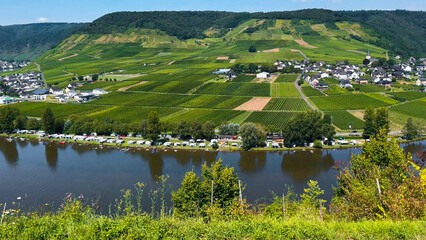 Fototapeta premium Wine region of the Mosel Valley. Wine tourism Cochem, Rhineland-Palatinate, Germany August 2, 2025.
