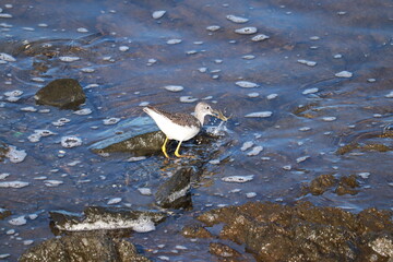 bird eating crab