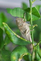 Close-up of grasshopper insect with leaf damage, perfect for educational materials, agricultural infographics, or ecology research content.