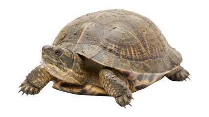 Fototapeta premium Eastern Box Turtle Isolated on White Background