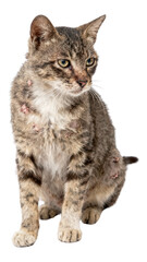 Obraz premium Tabby cat with fur loss, perched against a white backdrop, looking contemplative and somewhat unwell, animal health issues, pet care concern.