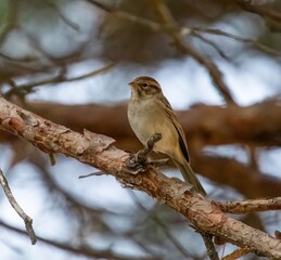 Clay-Colored Sparrow