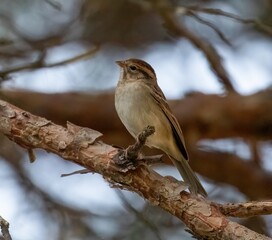 Clay-Colored Sparrow