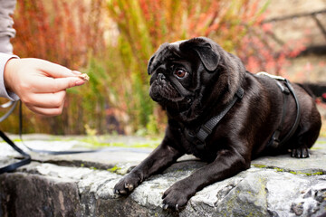 A black pug dog lies on a stone against a background of blurred bushes with flowers. The dog looks at the hand holding the food. The photo is horizontal and blurred