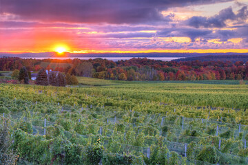 sunset over the field