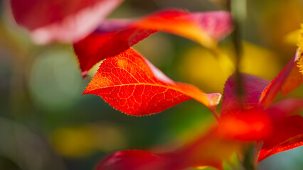 Plant branches with red autumn foliage on a blurred background.