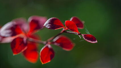 Plant branches with red autumn foliage on a blurred background.