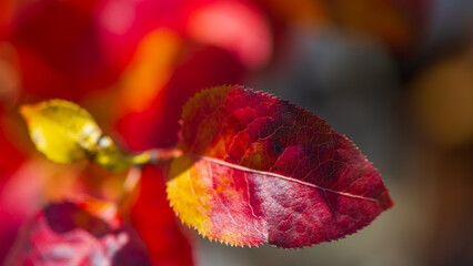 Plant branches with red autumn foliage on a blurred background.