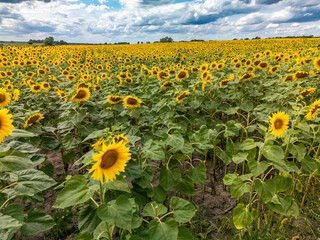 Sunflower field under blue sky with white clouds on a sunny summer day