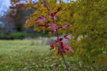 pink and white flowers oak sapling in Autumn
