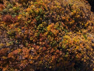 Amazing and colorful forest in the fall view from above.