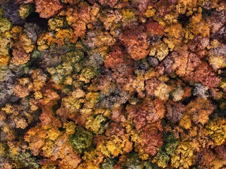 Amazing and colorful forest in the fall view from above.