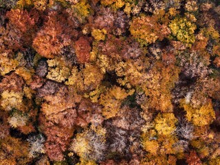Amazing and colorful forest in the fall view from above.