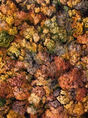 Amazing and colorful forest in the fall view from above.