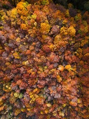 Amazing and colorful forest in the fall view from above.