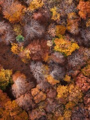 Amazing and colorful forest in the fall view from above.