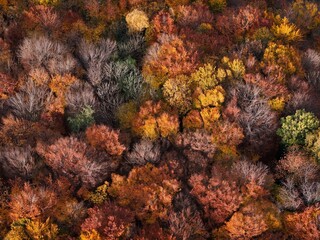 Amazing and colorful forest in the fall view from above.