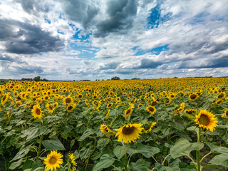 Sunflower field under blue sky with white clouds on a sunny summer day