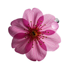 Naklejka premium Ultra close-up macro of a vibrant pink sakura cherry blossom unfurling, golden stamens, dewdrop, intricate veining, velvety petals, dramatic chiaroscuro on transparent background, concept of nature's