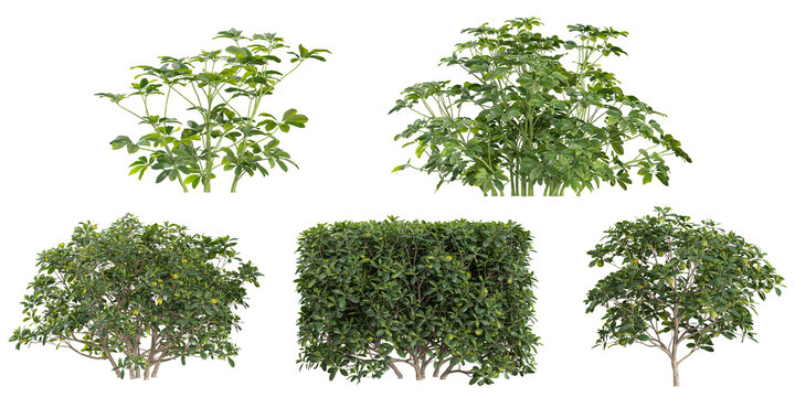 Collection of pittosporum,schefflera plants on transparent background