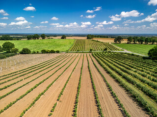 Aerial view of a currant plantation in the Barycz Valley, Poland, under blue sky with light white clouds