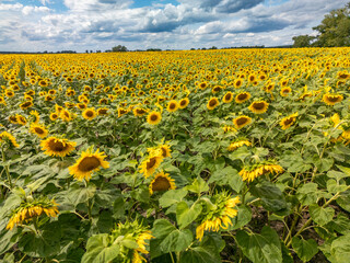 Sunflower field under blue sky with white clouds on a sunny summer day