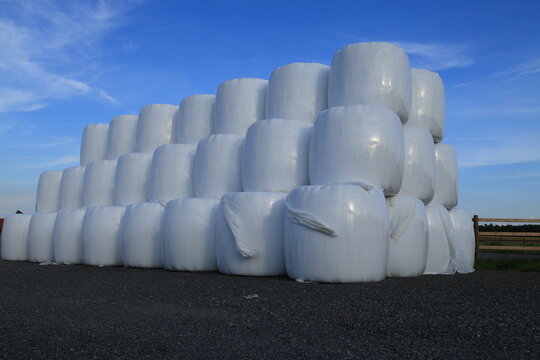 Large piles of hay bales. Wrapped in white protective plastic against the rain. To avoid moulding and bug attacks. Near Skara, Sweden. Summer of 2025.