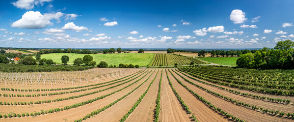 Aerial view of a currant plantation in the Barycz Valley, Poland, under blue sky with light white clouds