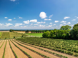 Aerial view of a currant plantation in the Barycz Valley, Poland, under blue sky with light white clouds