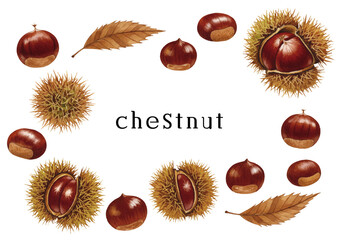 Vector watercolor chestnut / 水彩テイストの栗イラスト集