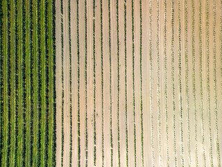 Top-down aerial view of currant and grape plantation with geometric field patterns
