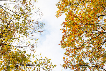 Looking up at colorful autumn tree crowns with bright yellow and orange leaves. Peaceful natural background for seasonal or eco concepts