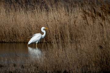 Aigrette dans une mare