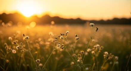 Golden hour sunset over a tranquil wildflower meadow.