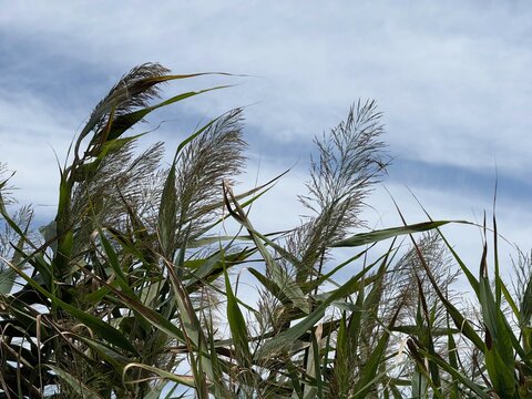 Reed phragmites australis.