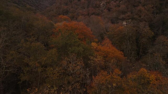 Langsamer Drohnen Flug - Luftaufnahme - &uuml;ber dem herbstlichen Wald