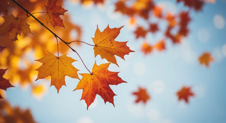Fototapeta premium Three orange maple leaf on a branch against blue bokeh background, depicting transition and beauty of autumnal nature, representing change and warmth