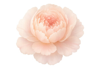 Pink peony flower blooming with soft petals