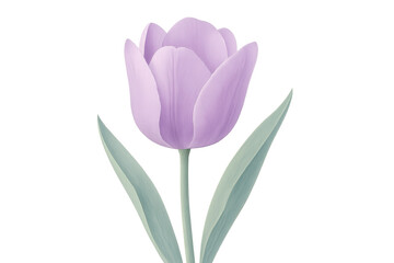 Fototapeta premium Lilac tulip flower with green leaves, transparent background