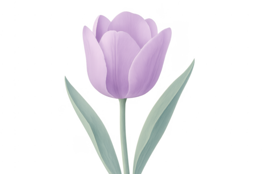 Lilac tulip flower with green leaves, transparent background - Powered by Adobe