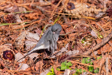 Serial: Dark-eyed Junco (Junco hyemalis) – bathing and preening after bath