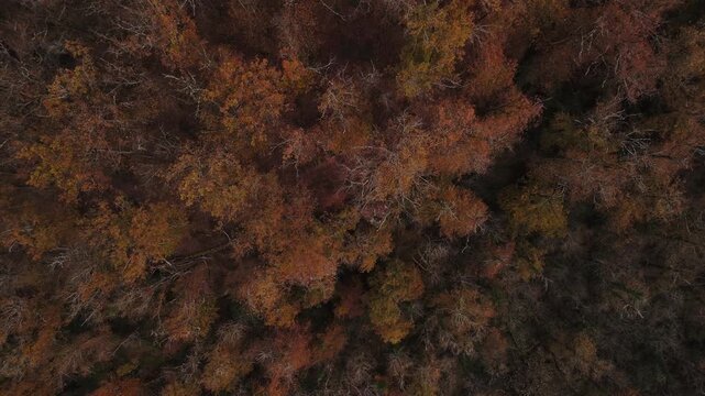 Langsamer Drohnen Flug - Luftaufnahme - &uuml;ber dem herbstlichen Wald