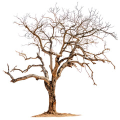 Obraz premium Dry Dead Tree Isolated on transparent Background