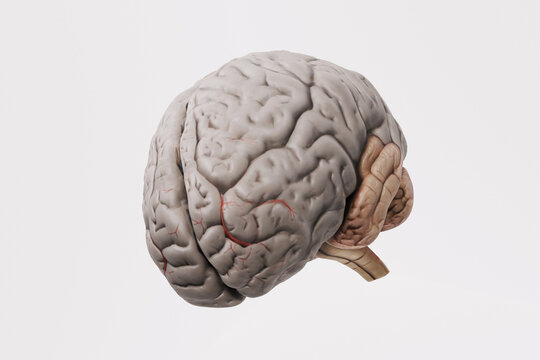 Brain. Psychology and mental wellness concept: Realistic 3D model of the healthy human brain for education, therapy, and understanding cognitive health isolated on white